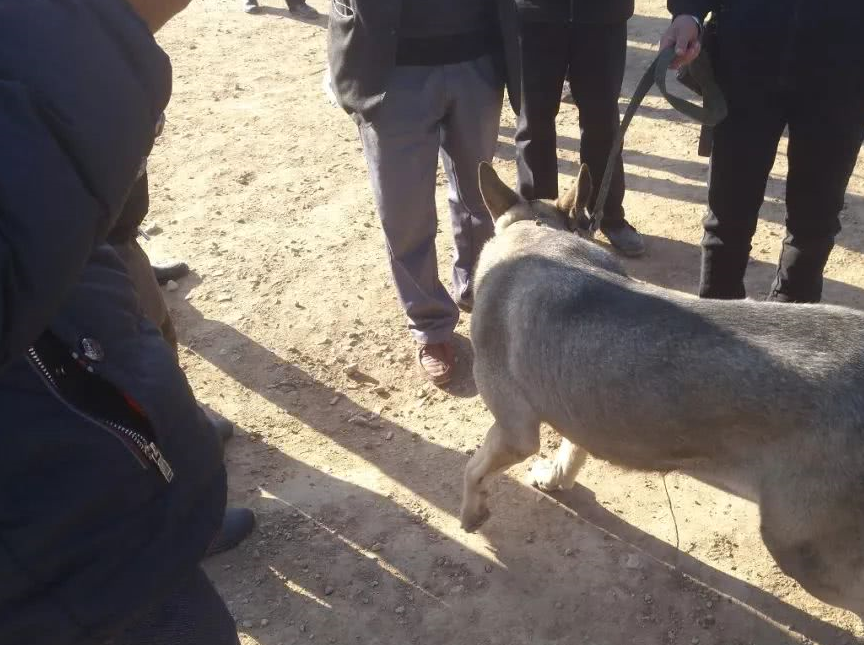 狗市出售狼青,买家出价1000元,主人表示最低1500元!_狗狗_价格_买主