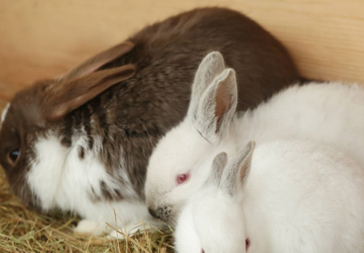 如何为你的兔子设置完美的兔笼?_宠物_干草_笼子