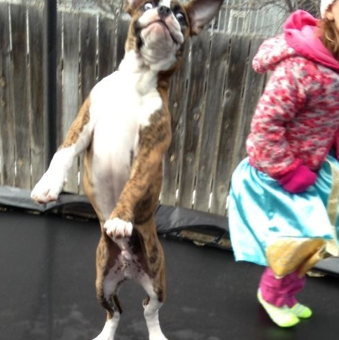 原创对不起我家的中华田园犬咬人了写写我的故事