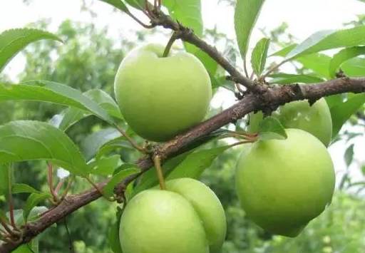 中医认为李子性平,味酸,具有清热去火的作用,主入胃,肝,因此,生食李子