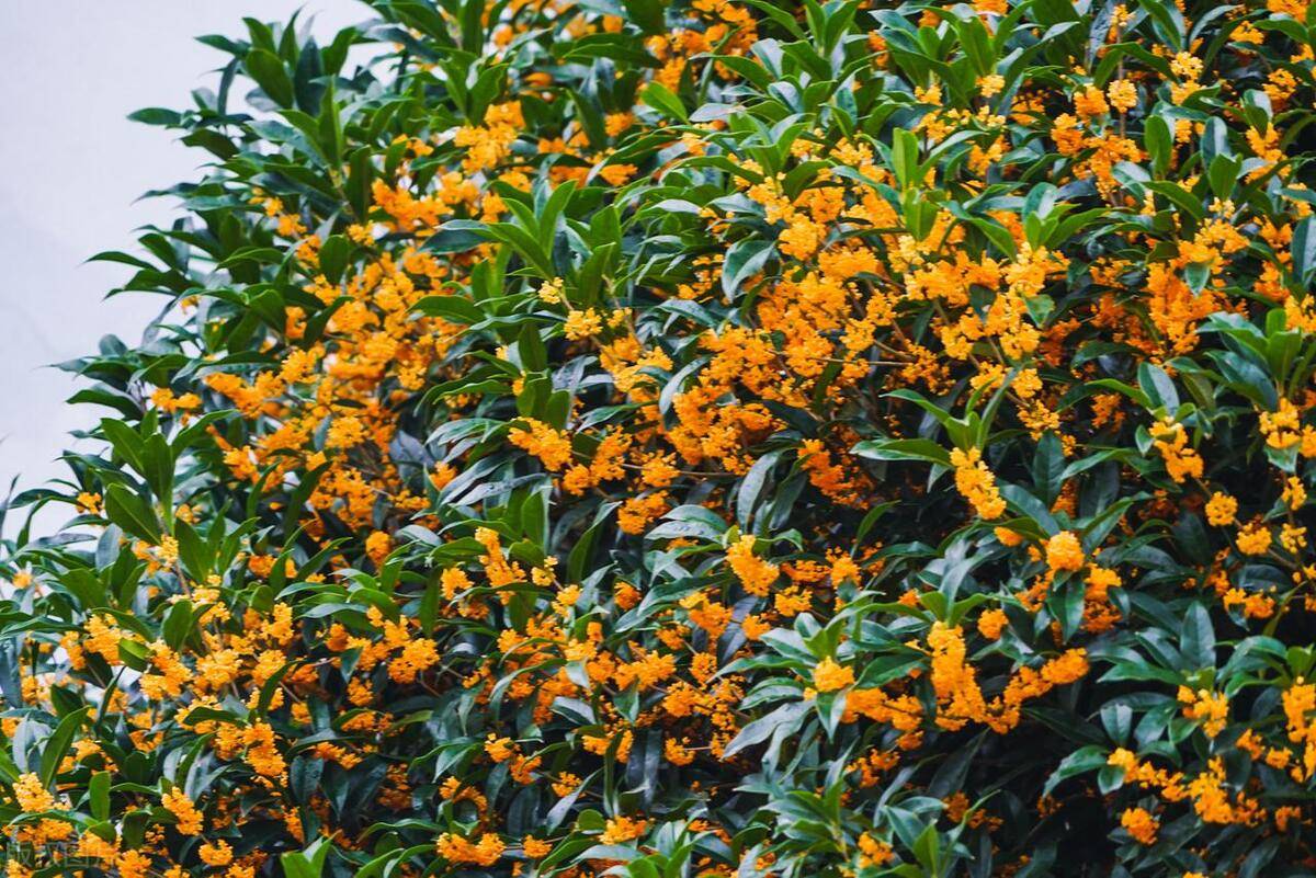 原创为什么房子前面不能种桂花树院里有桂花树的要了解