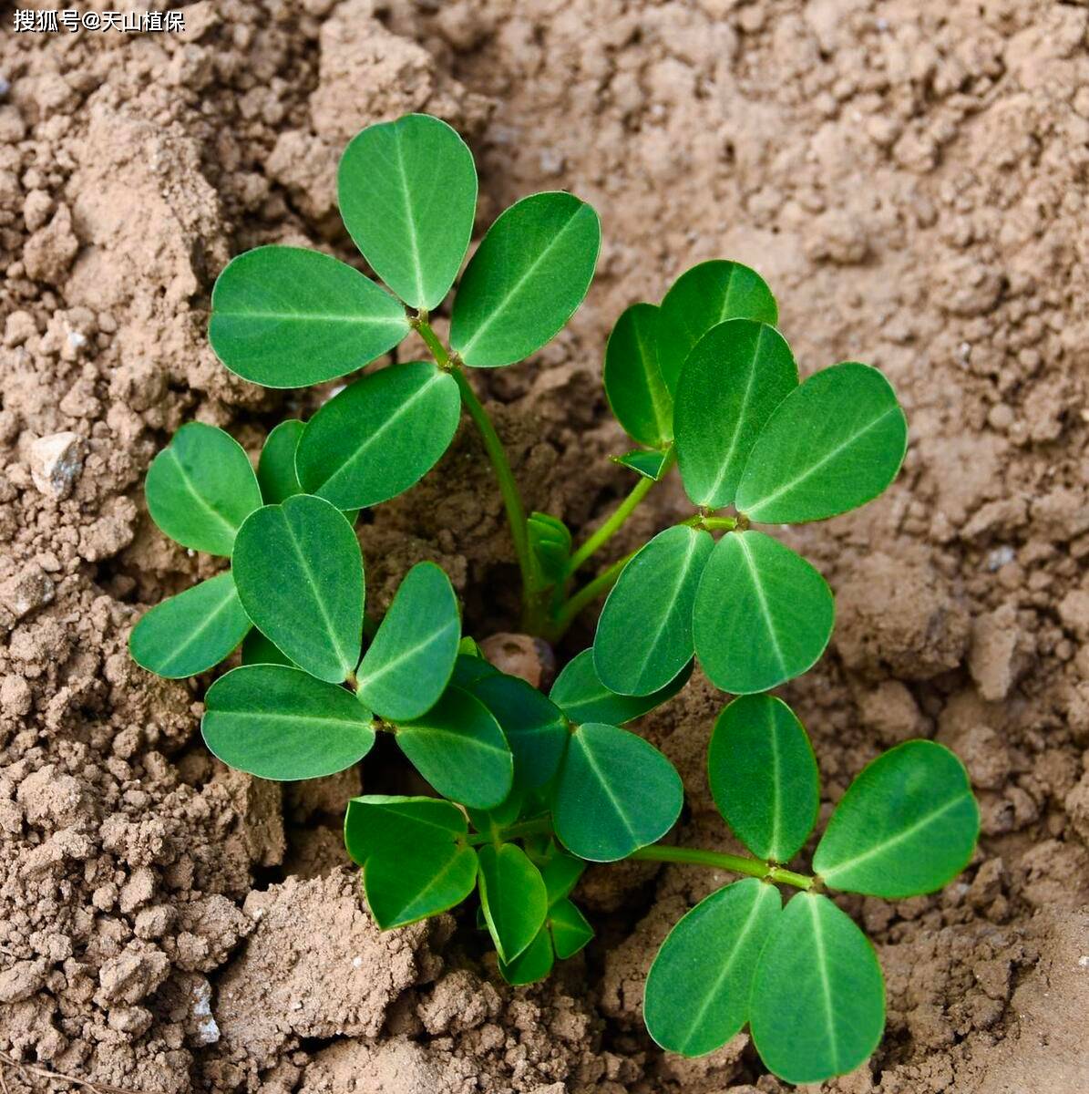 花生发芽卡通图片