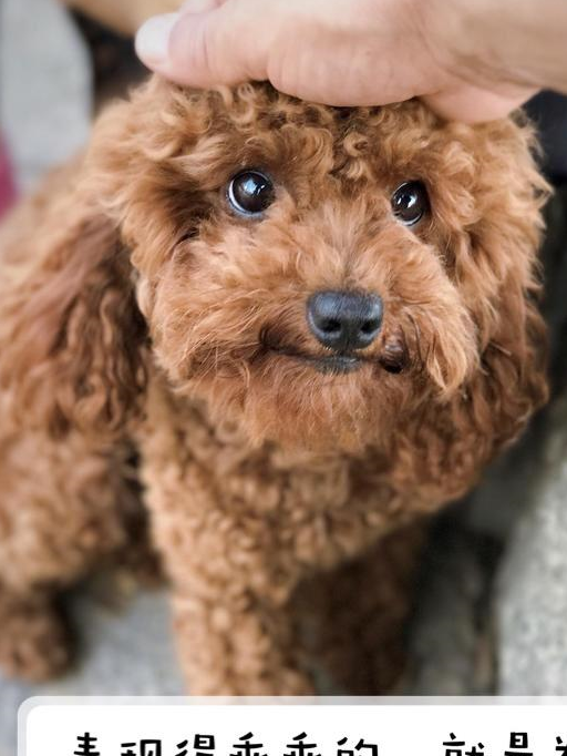 泰迪犬生病遭罪还花钱做好这5点让疾病远离它