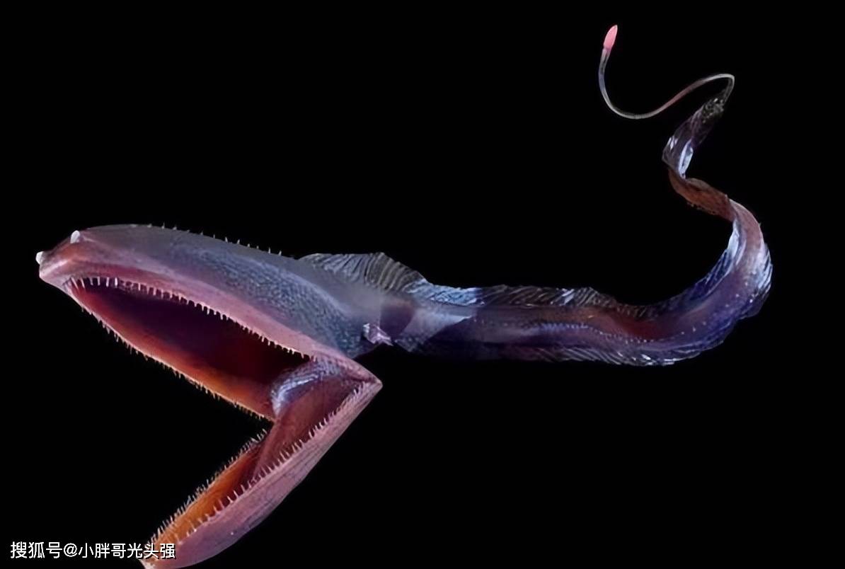 首先,让我们来揭开宽咽鱼这一神秘面纱.