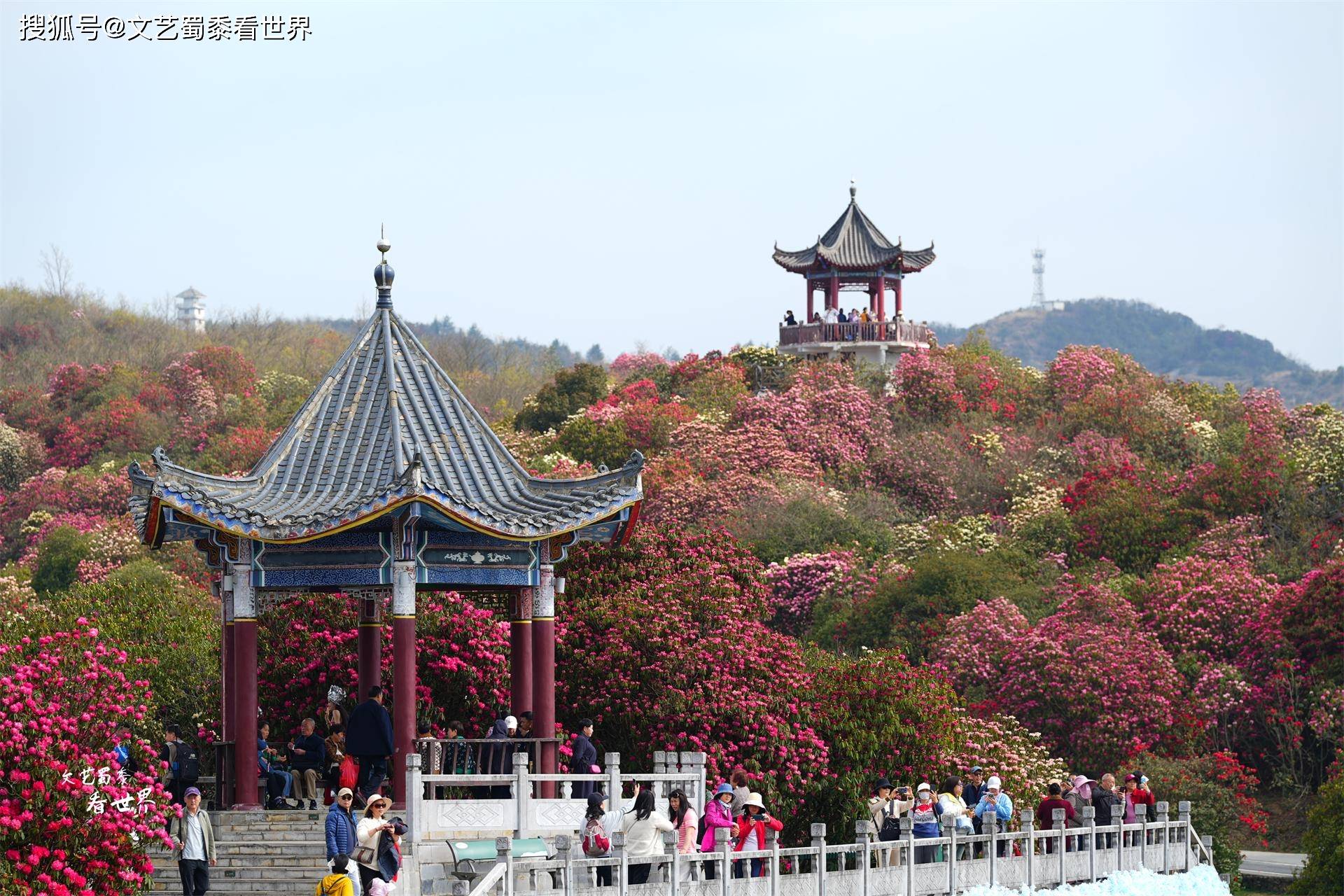 贵州毕节杜鹃花海图片