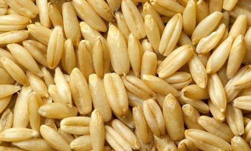 燕麦的功效与作用要记牢,因为对身体有好处不只一点点