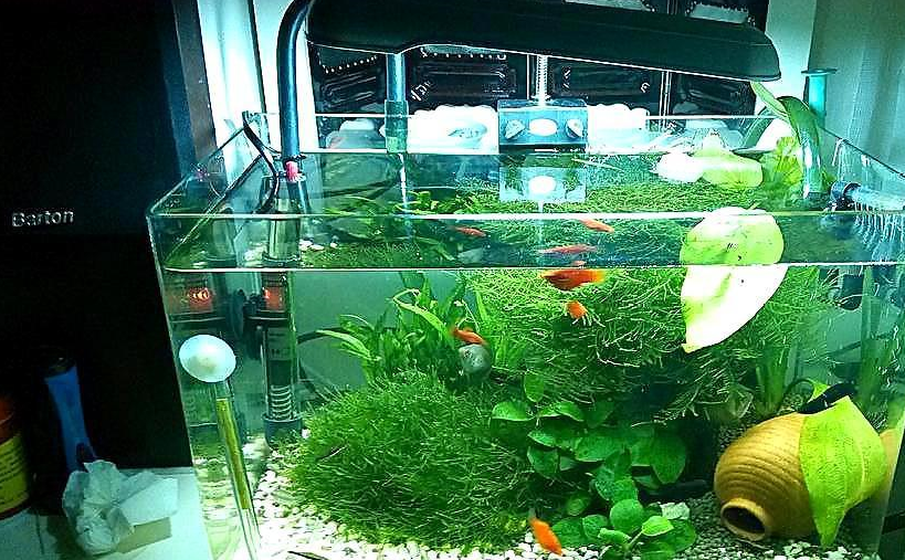 原创新手养鱼要掌握的专业知识两种常见的滤材介绍鱼缸里不能少