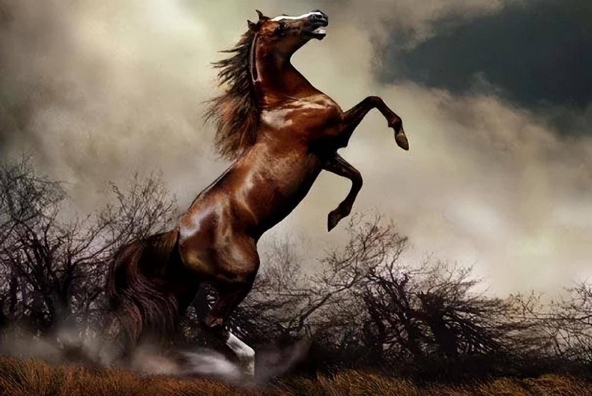 野马迅疾,烈马如玉,野马冲散狼群,救下小牧民