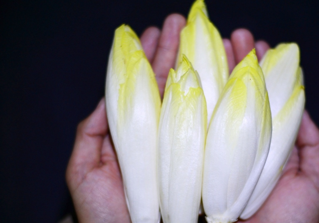 菊苣根提取物中脂溶性成分和水溶性成分对化学性或酒精性肝损伤均具有