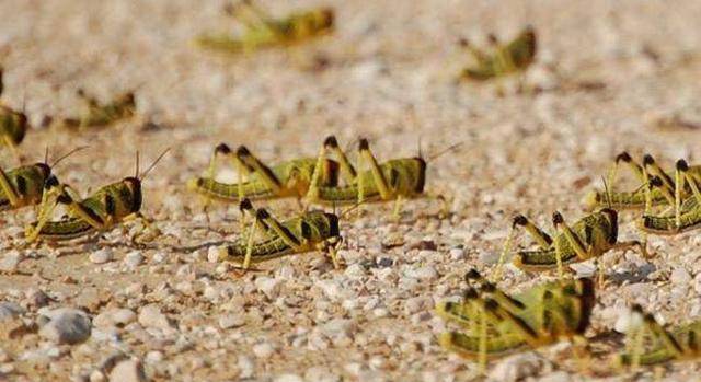 皇帝面对蝗虫破口大骂,一气吃了好几只蝗虫,一番话令百姓感动!_唐太宗
