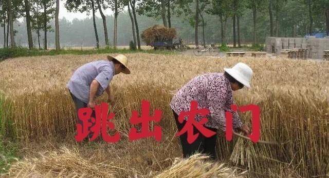 出身农村,面对衡水中学张锡峰的"土猪"论,我真的笑