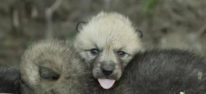 原创野狼为什么要吃掉刚出生的亲生狼崽大自然残酷的现实