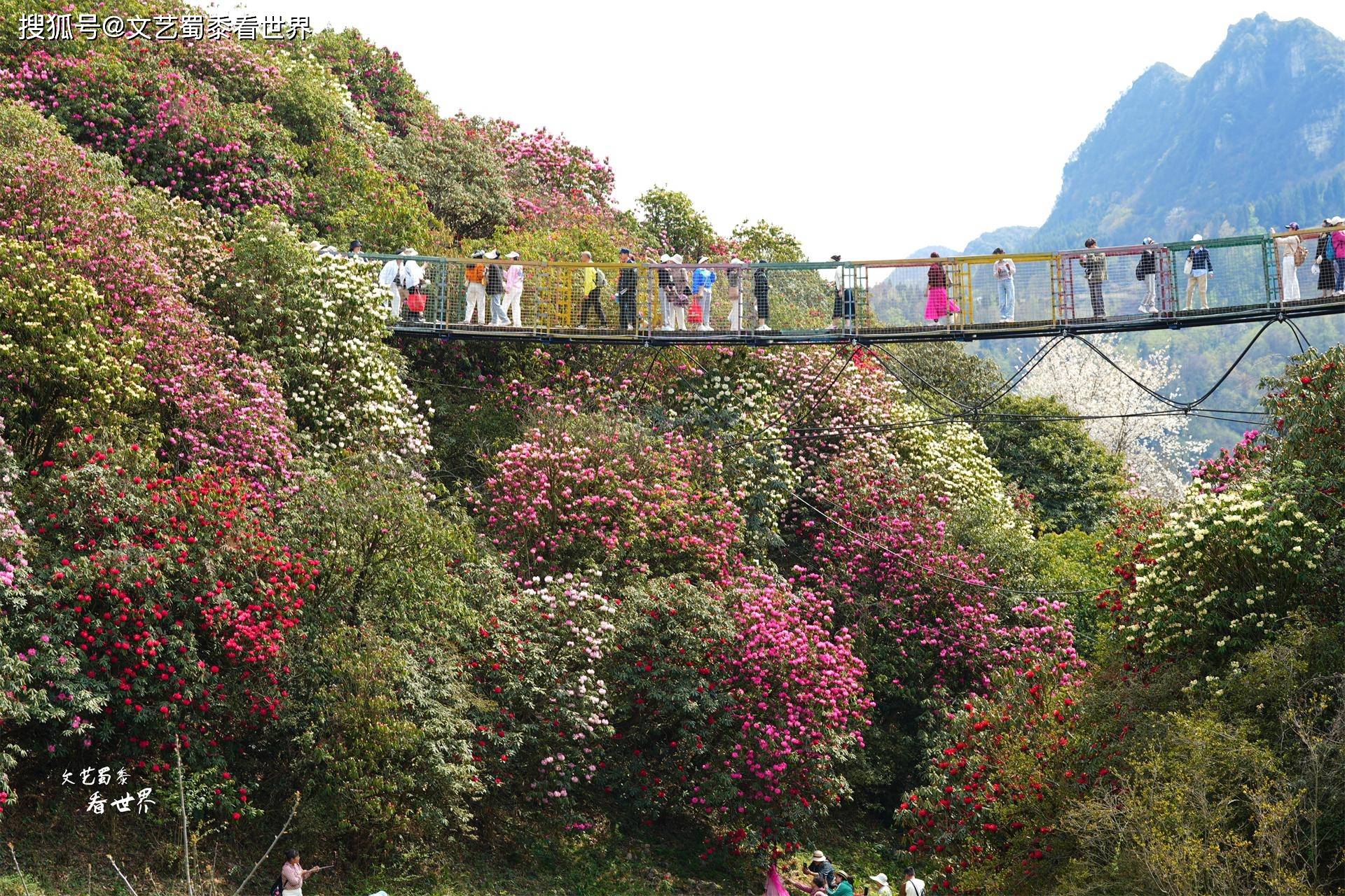 原创我在毕节百里杜鹃景区玩了3天错峰出游就会收获漫山遍野的花海