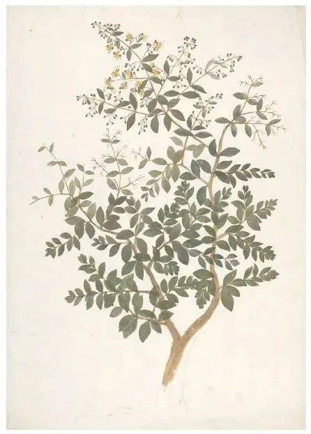 花叶干燥后制成的粉末,反观其"真身",因喜温暖,极不耐寒,且好阳光