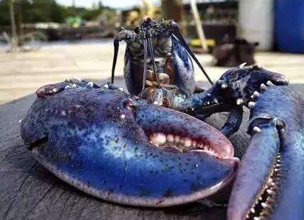 而且这种蓝色龙虾的肉质也非常厚实,口感比较柔嫩,但是制作的要求很高