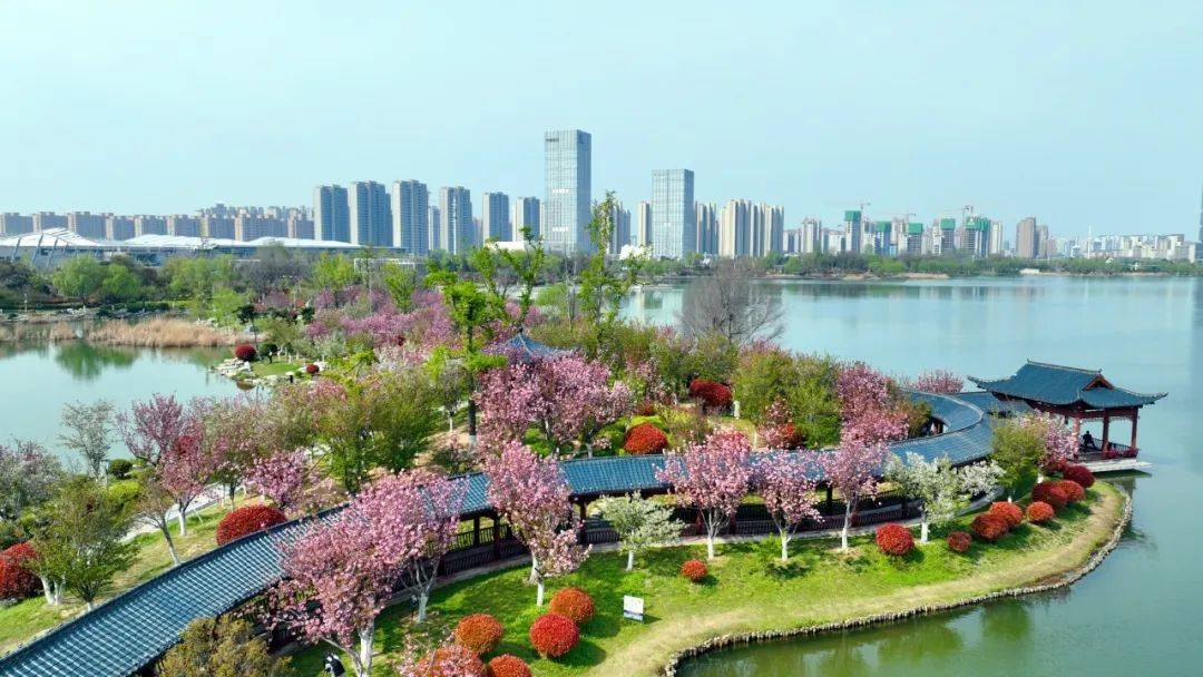 【图集】商丘市日月湖景区樱花岛的樱花开得好美