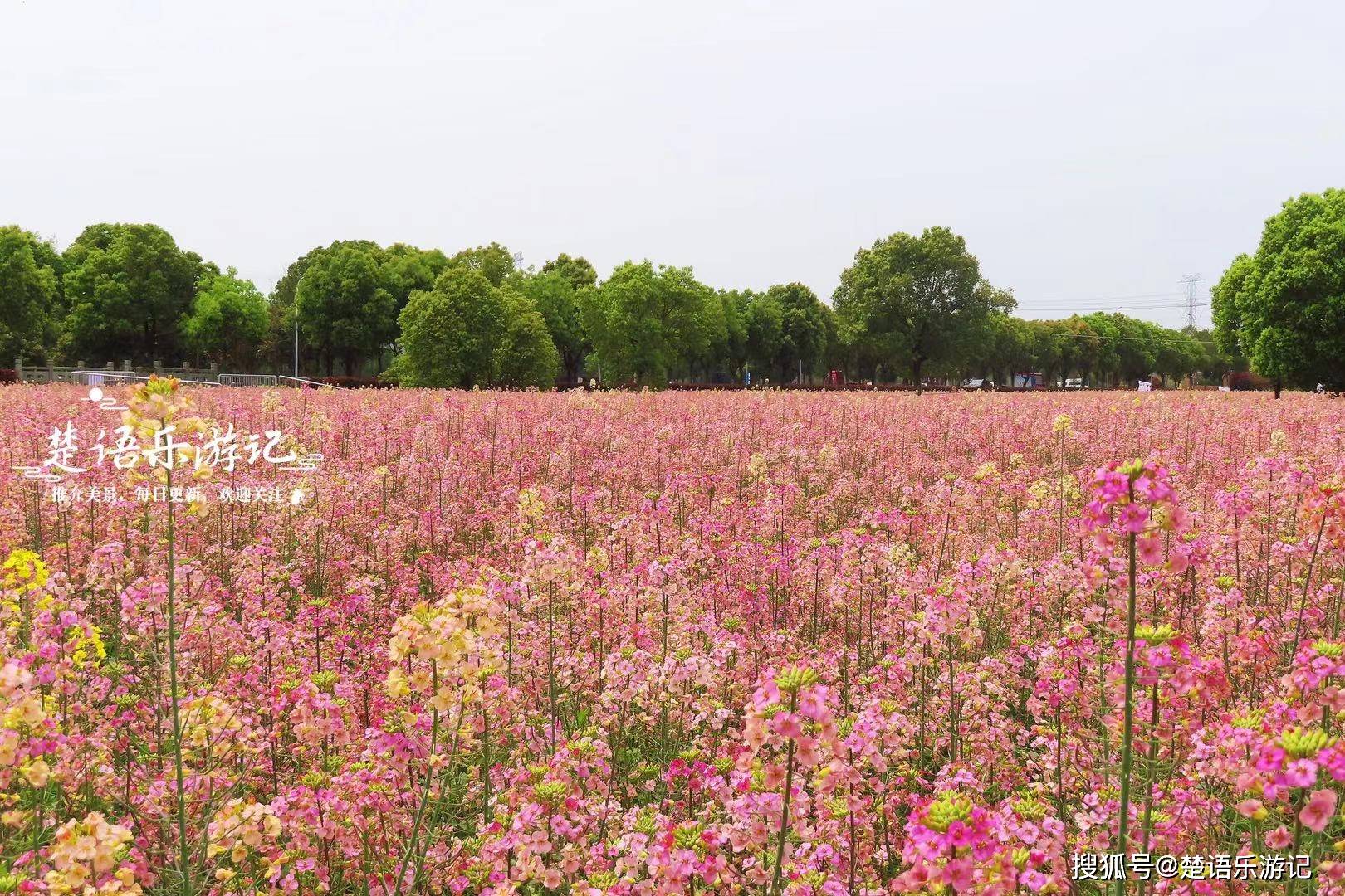 浙江宁波张家垫村,水乡风情浓郁,七彩油菜花海打造得很文艺_花田_村子