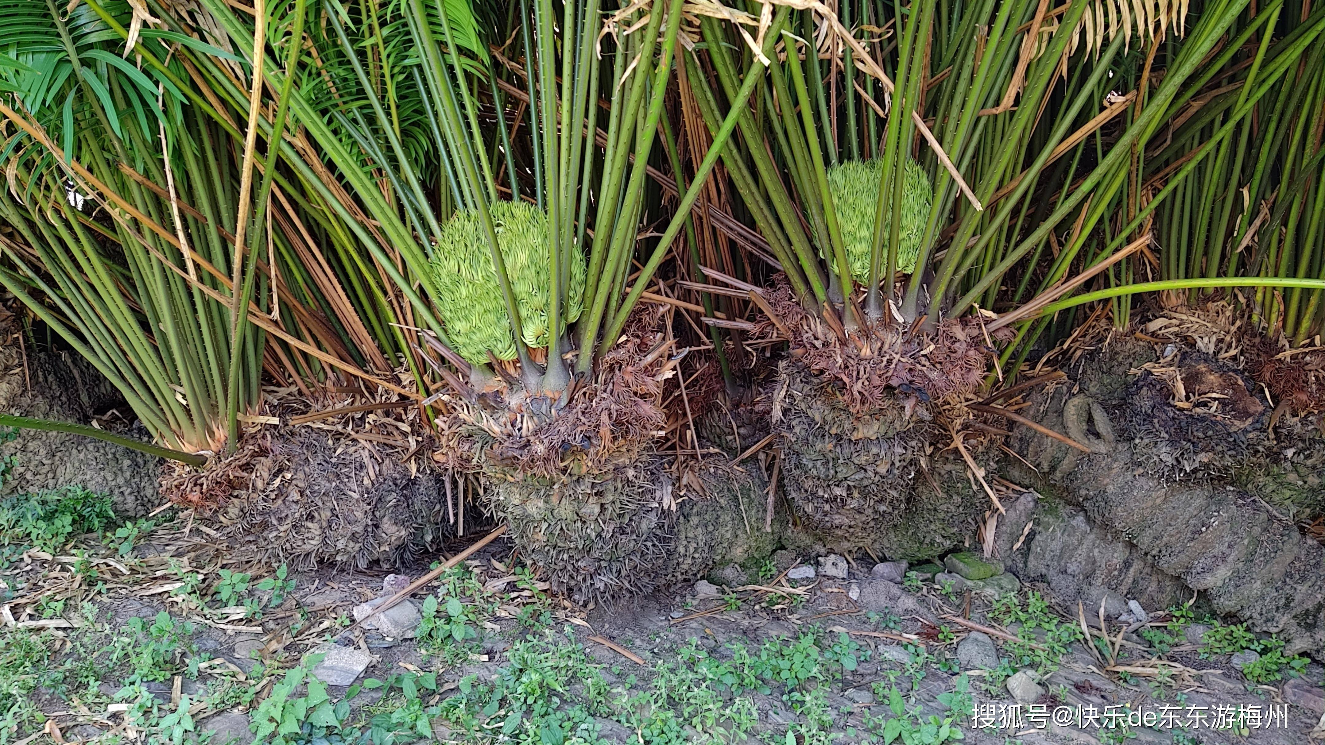 华南苏铁是苏铁科的常绿裸子植物,俗称铁树,也叫凤尾蕉等.