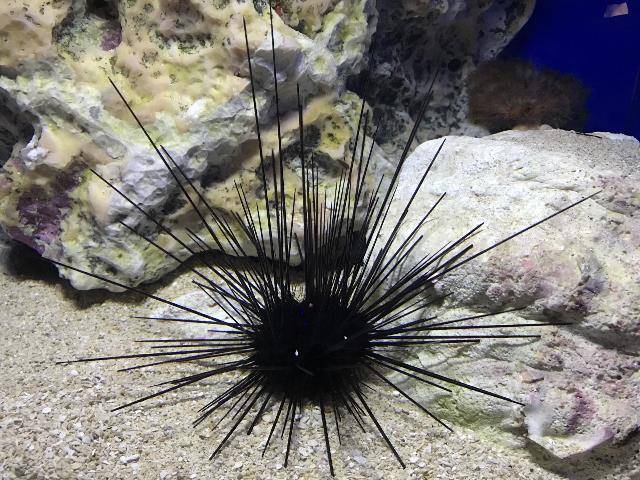 海胆:海底明珠,珍贵生物_保护_吕文_海洋