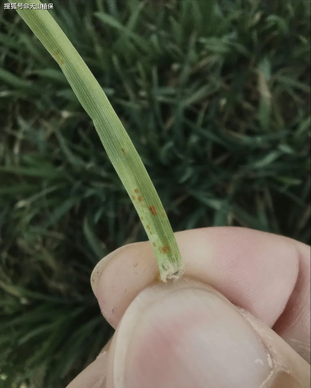 四,防控建议(一)春尺蠖,杨梦尼夜蛾,桑褶翅尺蛾:在幼虫初孵时,针对虫