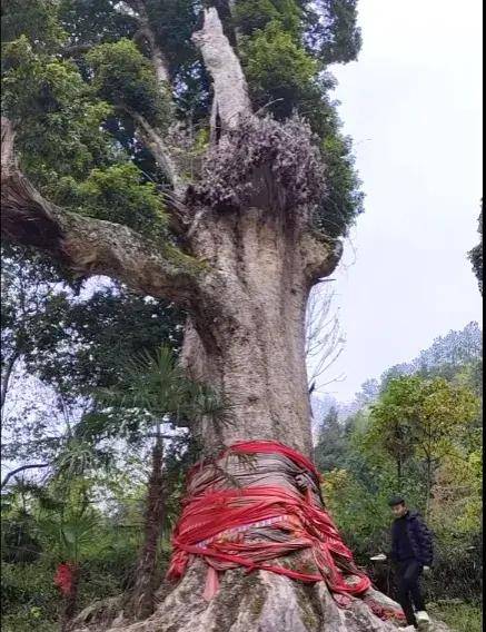 金丝楠木由于罕见,价值更是不可估量,树龄超过300年的楠木一棵就价值