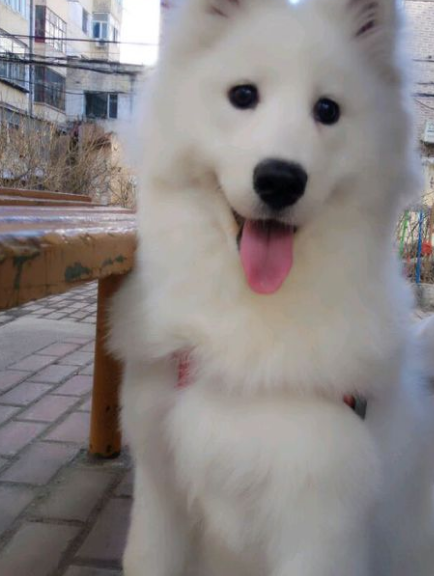 萨摩耶把女主抛弃女主在路边哭了一个晚上却不敢回到家