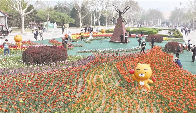 5万余株郁金香争相绽放保定植物园郁金香专类展等你来打卡