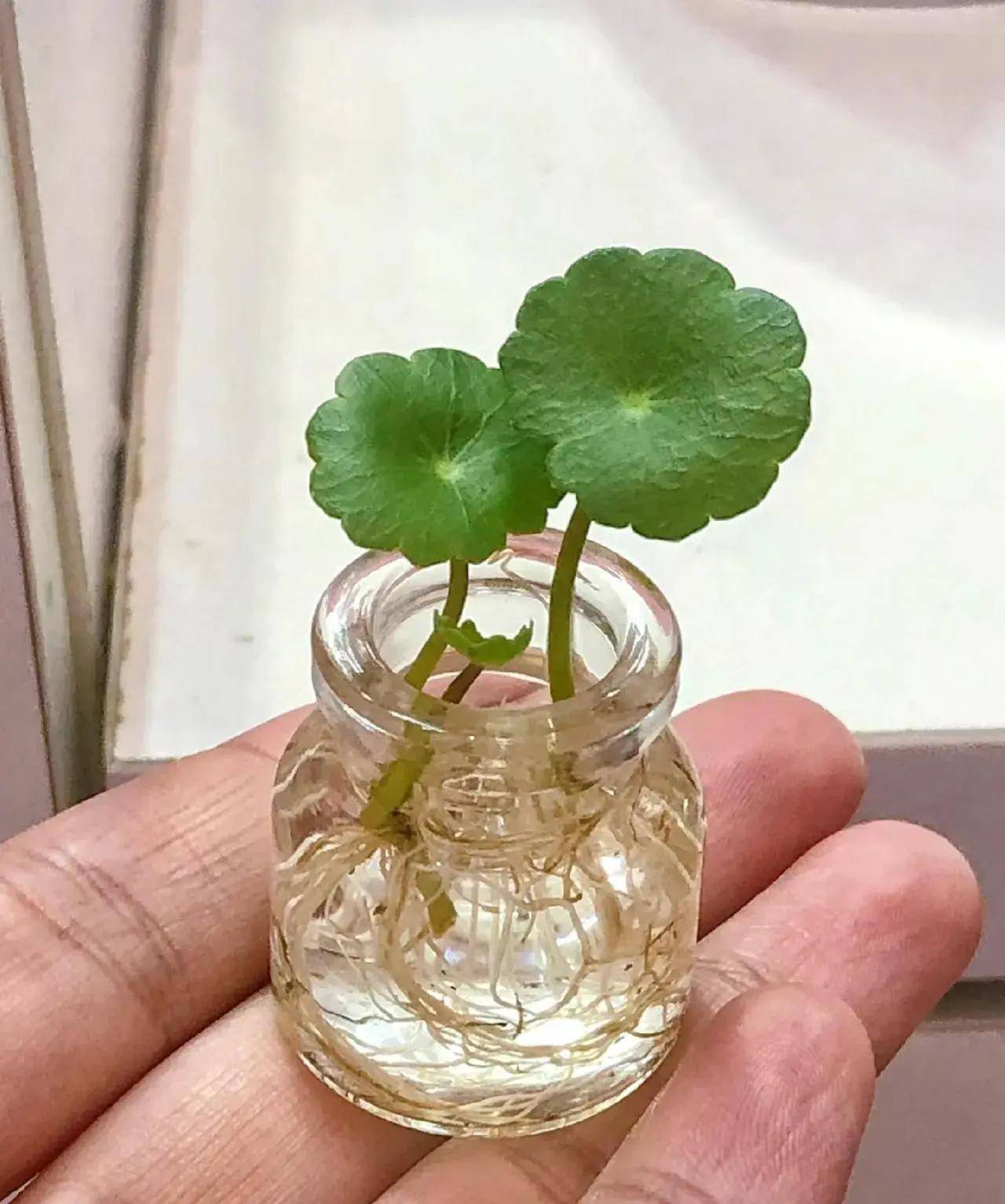 原创想要把铜钱草养出高贵感首先是养其次才是美