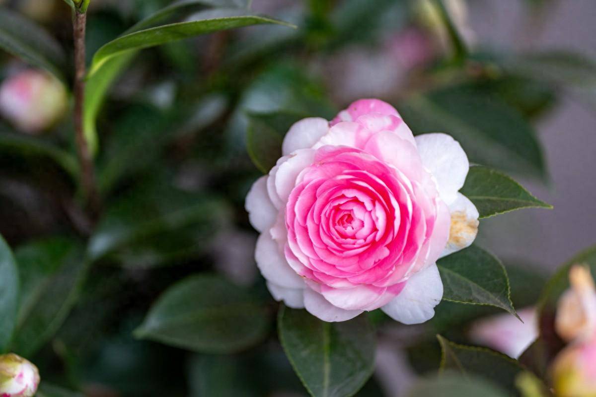 茶花不开花?牢记3个要点