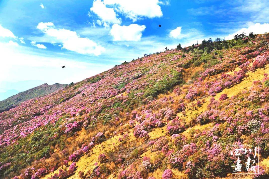 画卷天府·百花迎春|春到盐边 听见花开的声音_攀枝花市_杜鹃花