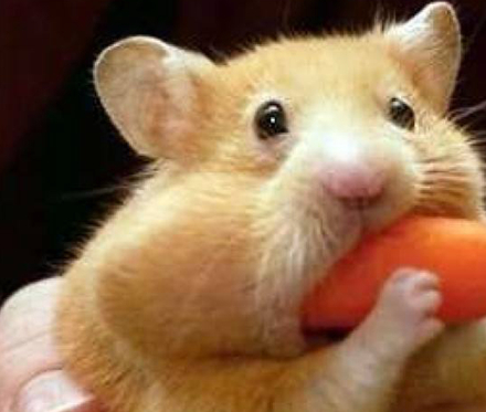 原创懒懒散散的熊类仓鼠可是很难叫醒的饲养它们一定要注意这些