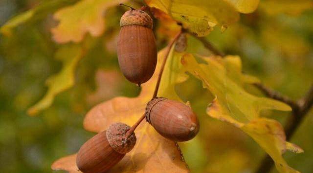 在北京猿人遗址的灰烬层中,还发现有朴树籽!