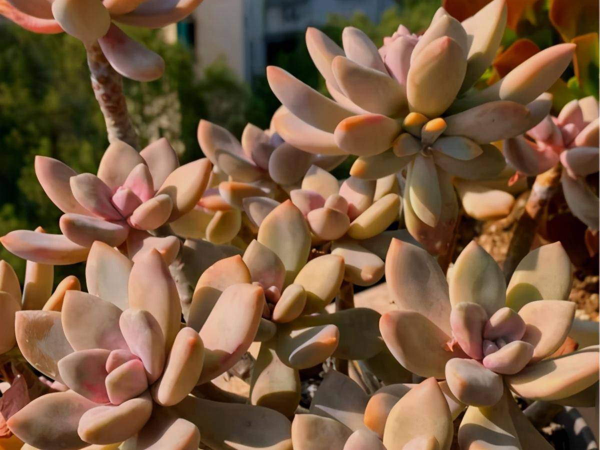 南方养多肉,我建议你养这10种,耐热而且容易出状态_植物_叶片_是一种