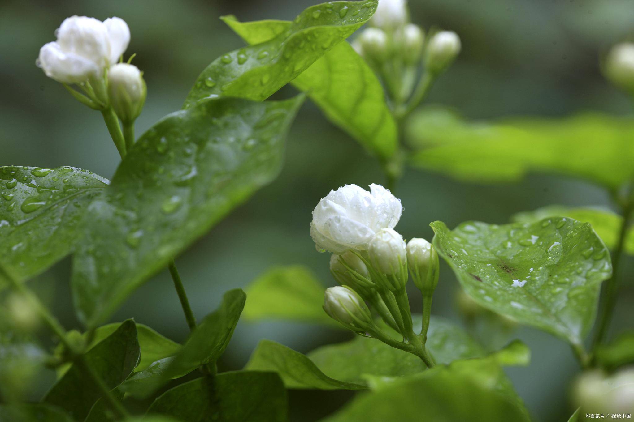 茉莉花长什么样背景图片