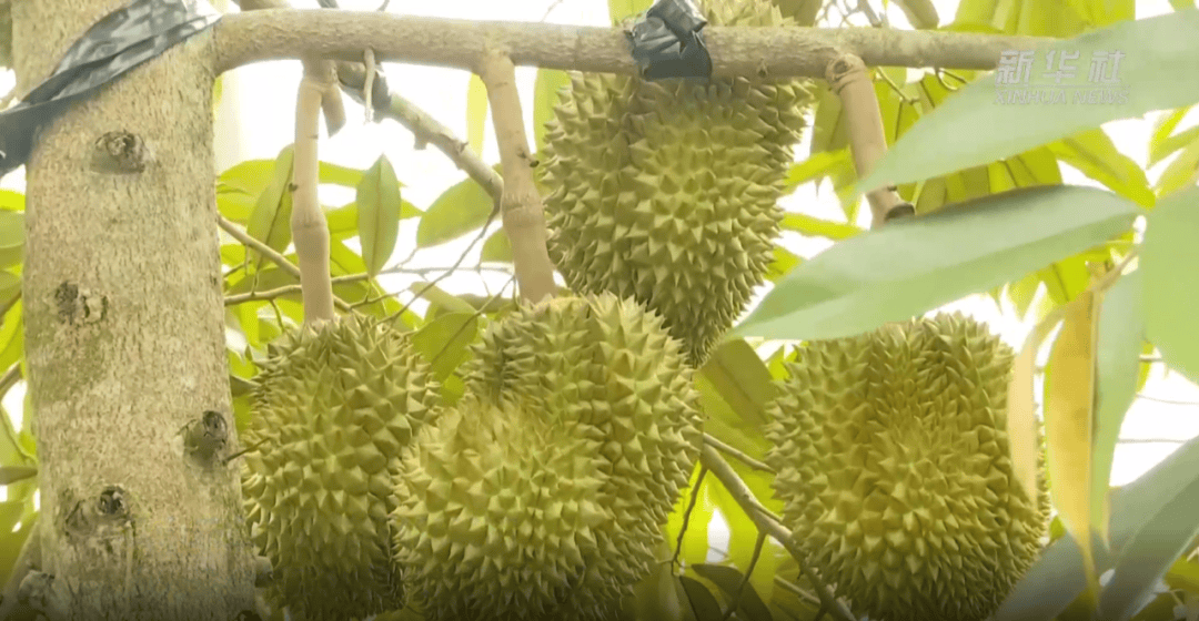 重要基地之一成为海南省榴莲种植的占据近12000亩乐东黎族自治县其中