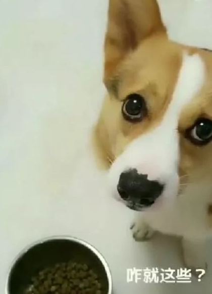 还一副"我不喜欢只吃狗粮""还有其他食物"的表情看着你,让主人头疼至