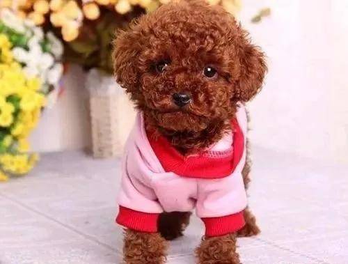 泰迪犬智商是狗界的爱因斯坦智力排行第二名为什么是宠物界的超级明星