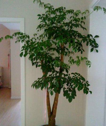 原创客厅养盆幸福树天天猛窜个叶片绿油油太高了只能抹头啦