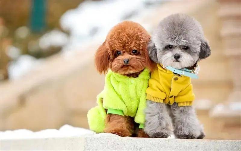 泰迪犬智商是狗界的爱因斯坦智力排行第二名为什么是宠物界的超级明星