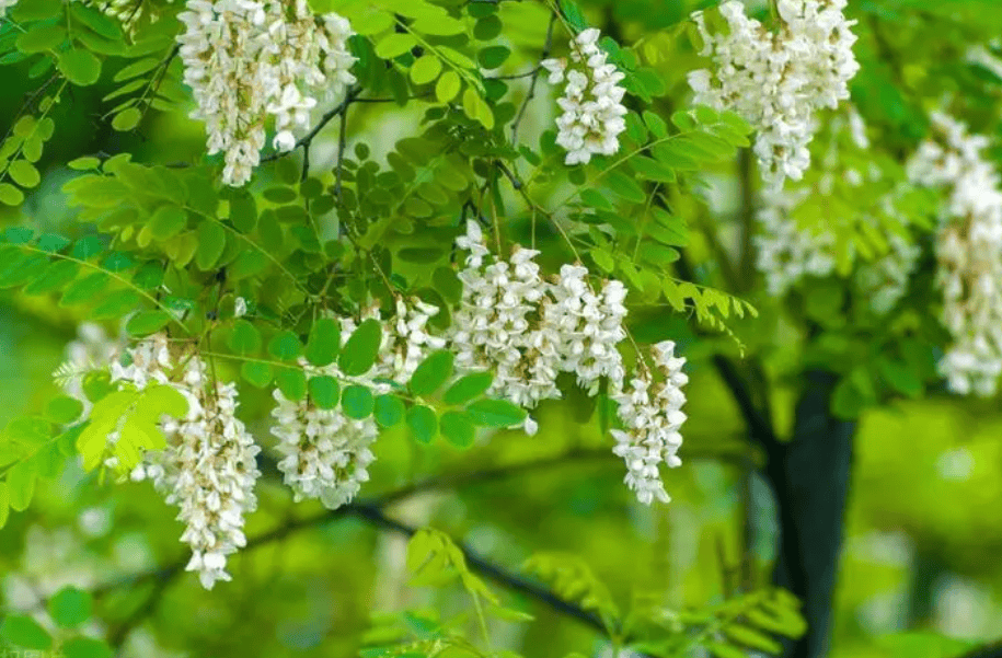 原创阴树不进家门进门财富散家里不要种5大阴树你家有吗