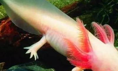 原创合理的鱼类混养3大法则以下这3种鱼不要混养了基本搭配教给你