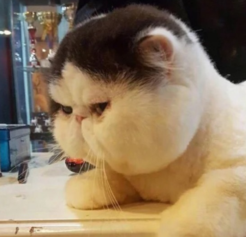 原创同样都是喵星人为什么有的猫乖巧软萌而有的猫皮的不行