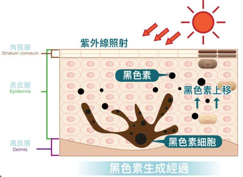 肤色的小秘密:做好防晒,你的皮肤年轻密码_肌肤_产品_黑色素
