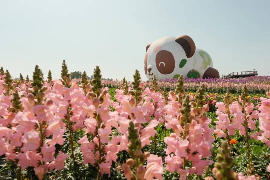 精彩回顾拉美媒体代表团到访双流空港花田双流很nice