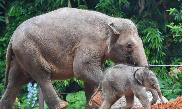 大象玛丽温顺而聪明却被美国人用起重机绞死它犯了什么罪
