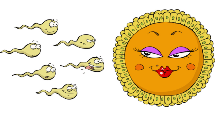 受精卵的前世由于种种原因,年轻人成功受孕越来越难.