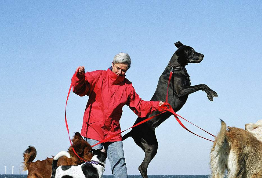 原创美国人弃养最多的十种狗中还包含德牧和拉布拉多