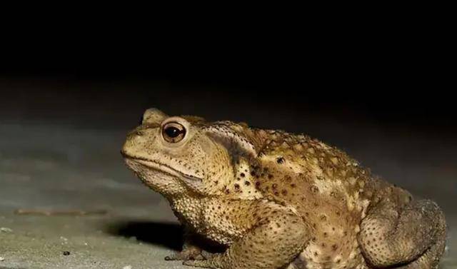 俗语不怕蛤蟆进家门就怕三树立门头啥意思有道理吗