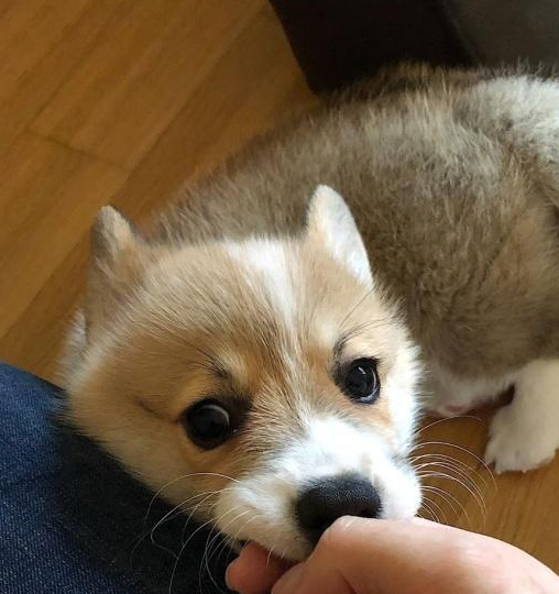 宠物相当于宠物的孩子对于弃养理由都跟不想花钱有关