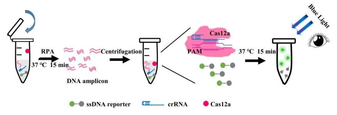 实验丨cas12avdet : 一种基于crispr/cas12的快速,可视化rpa核酸检测